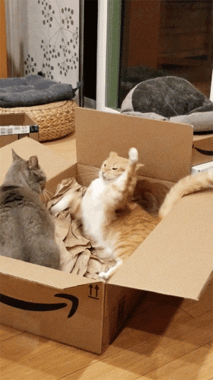 两只猫为了一个盒子大打出爪, 其中一只被突然吓一跳