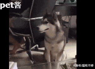 说要丢狗后, 二哈哭得肝肠寸断快厥过去, 狗主人不心疼反而乐开花