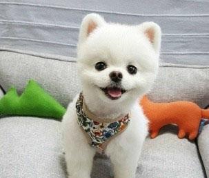 一只博美犬引发的官司!心疼狗主1秒钟!