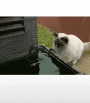 笨鱼遇到善良猫, 没被吃掉反而被救, 为猫帅气的转身疯狂打call!