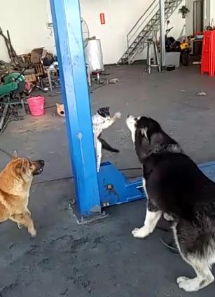 猫狗打架险酿悲剧, 被两只狗追着咬的猫, 爬的柱子太
