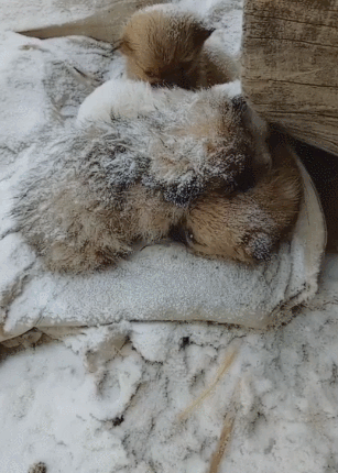 小狗们被冻得发抖,到处飘雪,没人给他们一个家!