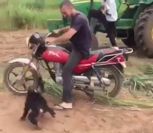 摩托 摩托车 308_267 gif 动态图 动图