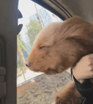 壁纸 动物 狗 狗狗 308_346 gif 动态图 动图