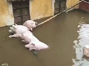 搞笑gif:这两坨肉太可爱了