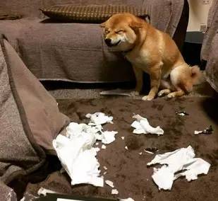 主人外出回家,柴犬突然冲他邪魅一笑,于是他顺着狗低头一看.