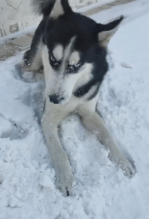 二哈玩雪球秀智商,被雪球砸到不懂躲,智商几乎等于零!