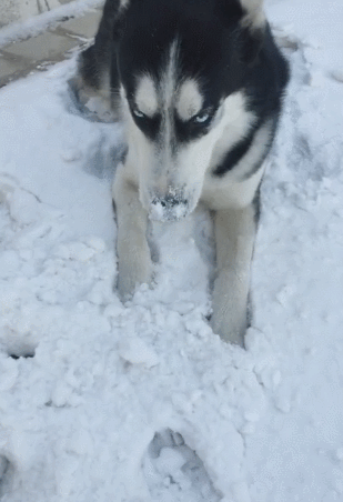 二哈玩雪球秀智商,被雪球砸到不懂躲,智商几乎等于零!