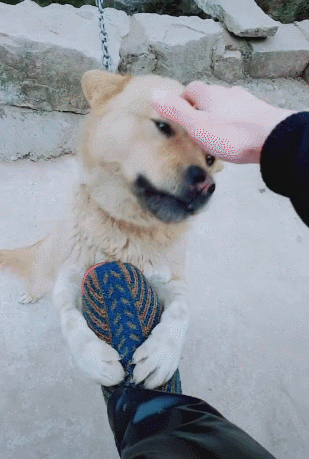 壁纸 动物 狗 狗狗 309_459 竖版 竖屏 手机 gif 动态图 动图