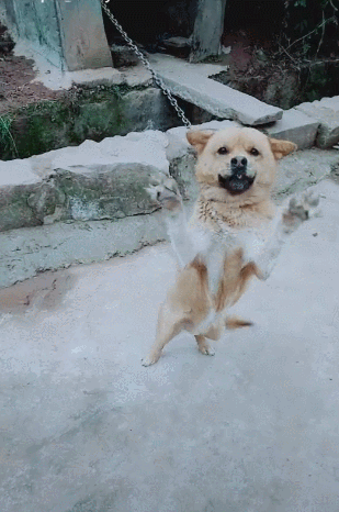 顺德宠物狗培训/小主人多年没回家,再次遇见狗狗时,狗狗摇尾欢迎!