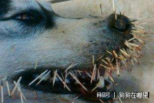 遇敌时棘刺竖立抖动,发出"沙沙"声响,紧急时能后退,再有力地扑向敌人
