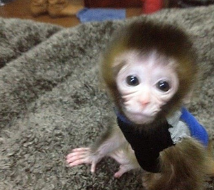 正规养殖场的猴子多少钱一只，袖珍猴多少钱一只，石猴繁殖基地