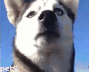 当然重点是遛狗还是遛车这就是不知道了.