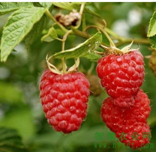 农产品 树莓营养价值这么高 树莓苗要到哪里买
