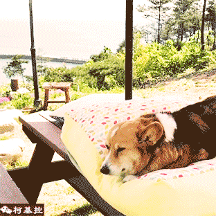 有一种萌物,叫柯基!