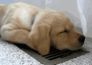 壁纸 床 动物 狗 狗狗 家居 家具 卧室 装修 313_220 gif 动态图 动图