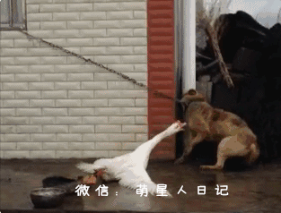 一只被大白鹅给逼到死角的可怜狗狗你能理解那种绝望的心情吗
