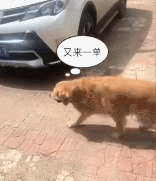 亳州狗粮金毛销售