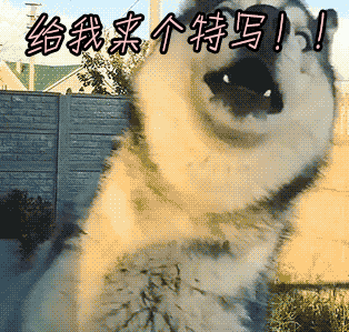 为哈士奇平反!看完谁再说二哈只会犯二我跟谁急!