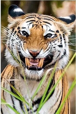 在拍照时镜头里突然出现一只野生老虎,对着镜头呲牙咧嘴的微笑