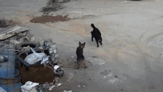 偷狗贼又出奇招,竟让自家狗用"美人计"色诱德牧犬.
