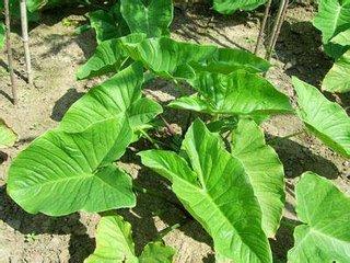 荨麻疹会自愈吗?还是用上它,瘙痒彻底不见,去