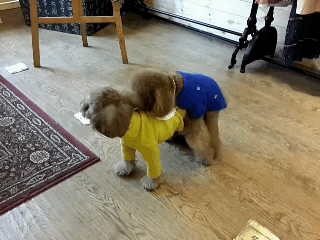壁纸 动物 狗 狗狗 320_240 gif 动态图 动图