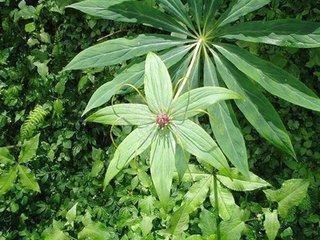 每天洗澡为何身上还发痒有疙瘩?竟是荨麻疹发