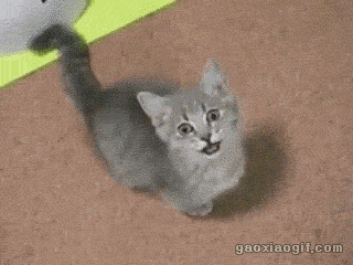 最全宠物搞笑呆萌合辑,哪个能萌到你