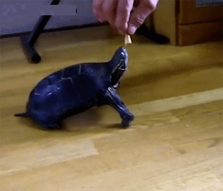 二十四张搞笑动图:高兴不高兴的看完就哈哈哈不停了