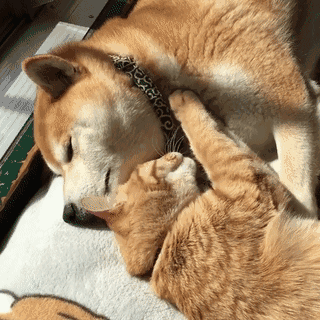哇,把猫咪和狗狗养在一起后居然这样!
