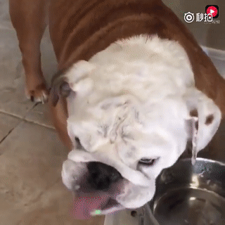 壁纸 动物 狗 狗狗 320_320 gif 动态图 动图