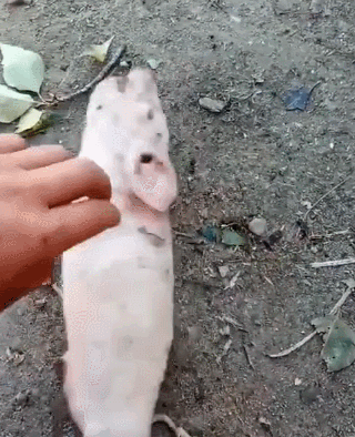 小猪生下来就没有四肢,奄奄一息的样子让人怜悯!