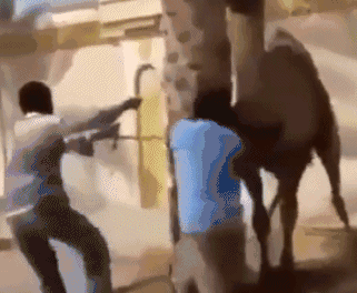 你给我过来吧~这头骆驼脾气真大