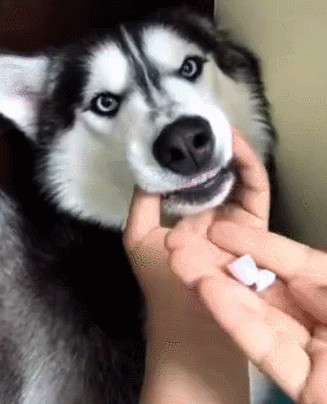 壁纸 动物 狗 狗狗 327_404 竖版 竖屏 手机 gif 动态图 动图