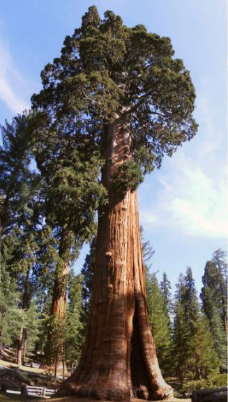 世界上最大的树,以将军名字命名,也被称为世界