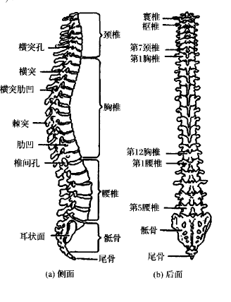 疼痛多发于下腰椎(最底下的两个部位,即腰4和腰5之间和腰5和骶1之间)