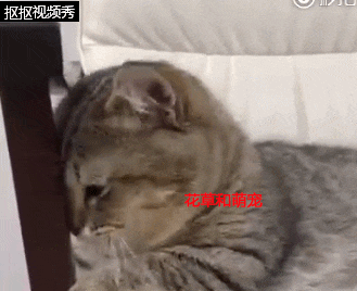 壁纸 动物 猫 猫咪 小猫 桌面 329_268 gif 动态图 动图