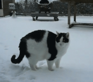 猫咪尾巴功能强大,一尾多用羡煞这些无尾怪