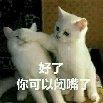 网上超火超萌猫咪表情包
