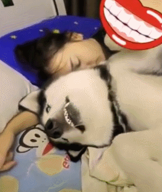 女主人抱着哈士奇睡着了,结果二哈一副生无可恋的表情