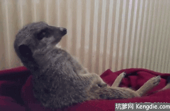 一起盘点:那些打瞌睡的宠物 最后一个直接滚走了