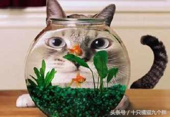 猫咪最爱吃食物排行版,铲屎官你猜对了吗