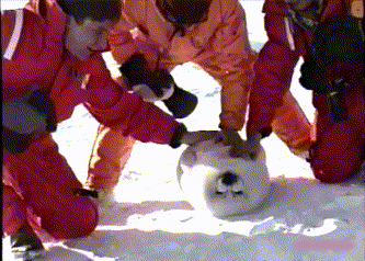 〔文〕乐乐趣闻 这肯定是对吃货,最大的损伤!