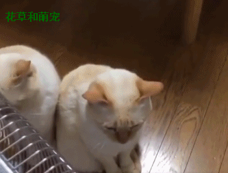 看看家养的宠物猫都这么怕冷,更何况在外面流浪的小猫咪了,天寒地冻