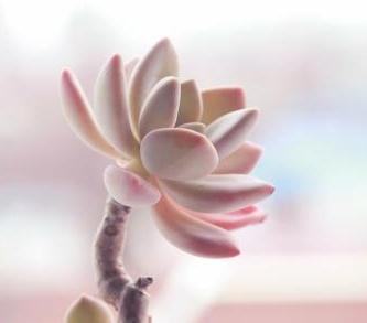 [新手贴]多肉植物用什么土最好?看完这个养肉