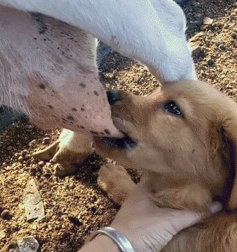 333_355 gif 动态图 动图