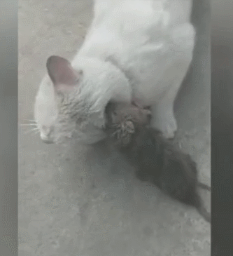 老鼠太猖狂!咬着猫咪耳朵不放,猫脸都要被丢尽了!