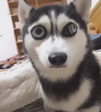 哈士奇的眼睛肿胀,小二哈:主人把我玩成小怪兽!