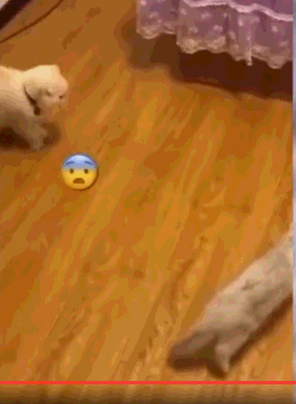 老鼠捉猫咪,猫咪怂了,却吓的乱逃,笑哭铲屎官